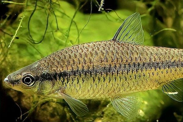 混養魚最佳混養品種：塘鲺魚混養全攻略