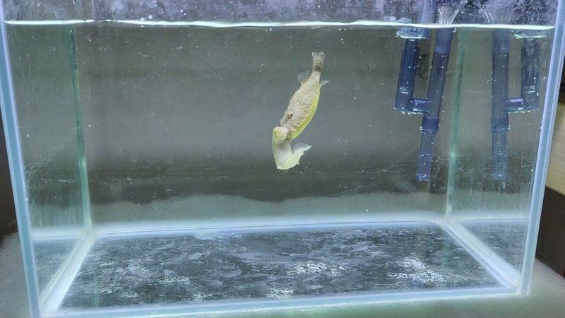 狗頭魚戰斗力排行：狗頭魚的戰斗力排行 狗頭魚戰斗力排行：狗頭魚的戰斗力排行 龍魚論壇 第5張