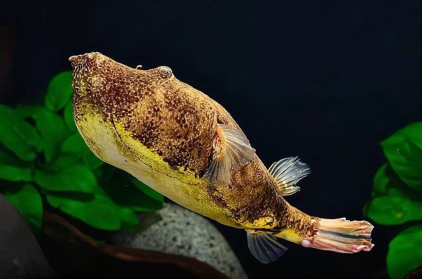 狗頭魚戰斗力排行：狗頭魚的戰斗力排行 狗頭魚戰斗力排行：狗頭魚的戰斗力排行 龍魚論壇 第7張