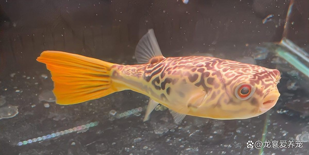 狗頭魚戰斗力排行：狗頭魚的戰斗力排行 狗頭魚戰斗力排行：狗頭魚的戰斗力排行 龍魚論壇 第9張