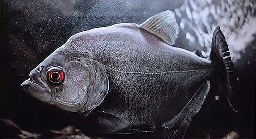 狗頭魚戰斗力排行：狗頭魚的戰斗力排行 狗頭魚戰斗力排行：狗頭魚的戰斗力排行 龍魚論壇 第11張