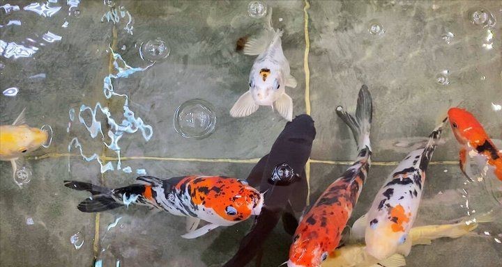 揭陽魚缸維護(hù)：揭陽地區(qū)魚缸科學(xué)維護(hù)全攻略
