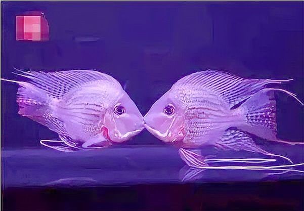 進(jìn)口元寶鳳凰魚(yú)：進(jìn)口元寶鳳凰魚(yú)是一種兼具高觀賞性與生態(tài)價(jià)值的熱帶淡水觀賞魚(yú)