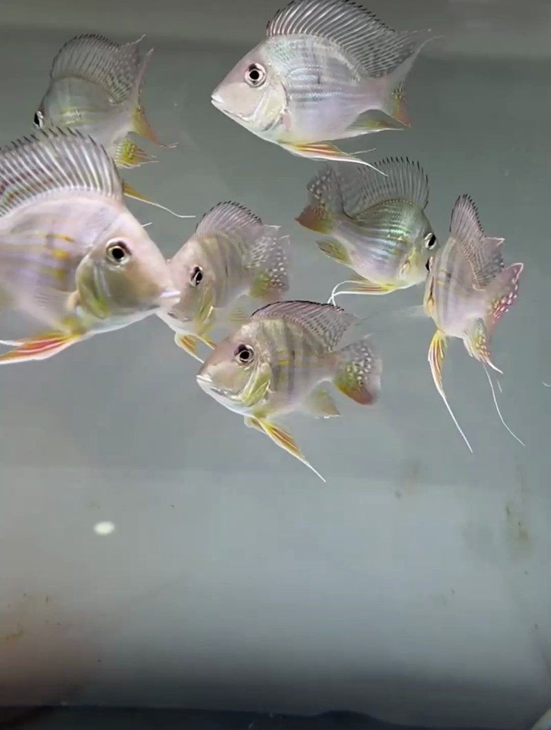 進口元寶鳳凰魚：進口元寶鳳凰魚是一種兼具高觀賞性與生態(tài)價值的熱帶淡水觀賞魚 進口元寶鳳凰魚：進口元寶鳳凰魚是一種兼具高觀賞性與生態(tài)價值的熱帶淡水觀賞魚 龍魚百科 第12張