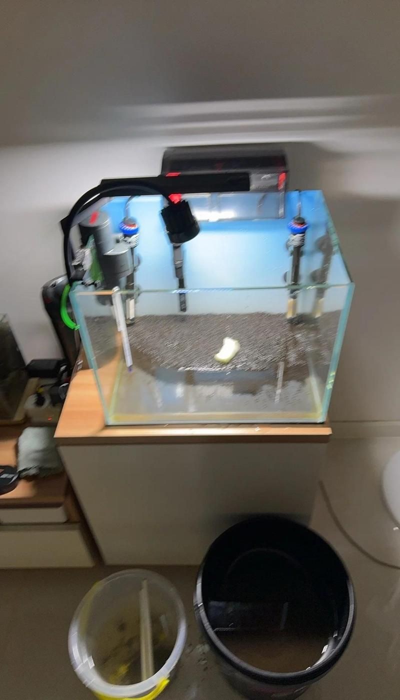 舊魚缸重新開缸消毒：舊魚缸如何消毒與開缸