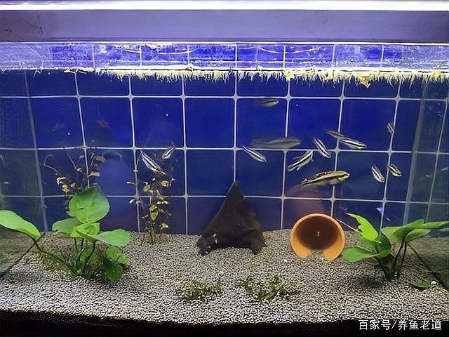 舊魚缸重新開缸消毒：舊魚缸如何消毒與開缸