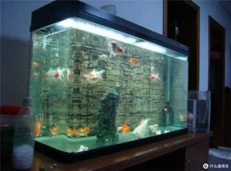 舊魚缸重新開缸消毒：舊魚缸如何消毒與開缸