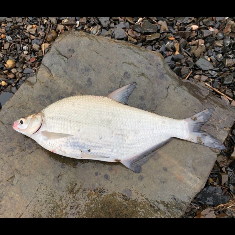 和鳊魚很像的魚有哪些:武昌魚與鳊魚的區(qū)別 龍魚論壇 第7張 和鳊魚很像的魚有哪些:武昌魚與鳊魚的區(qū)別 和鳊魚很像的魚有哪些:武昌魚與鳊魚的區(qū)別 龍魚論壇 第7張