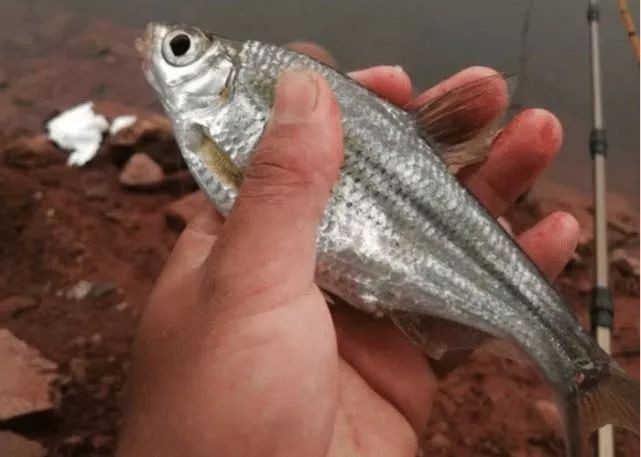 和鳊魚很像的魚有哪些:武昌魚與鳊魚的區(qū)別 龍魚論壇 第5張 和鳊魚很像的魚有哪些:武昌魚與鳊魚的區(qū)別 和鳊魚很像的魚有哪些:武昌魚與鳊魚的區(qū)別 龍魚論壇 第5張