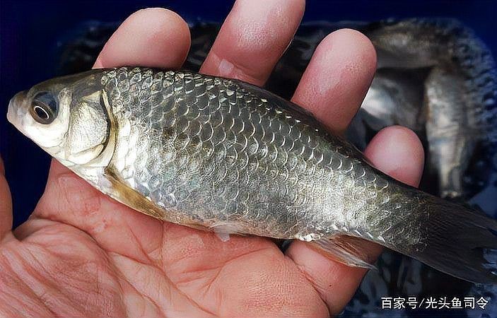 和鳊魚很像的魚有哪些:武昌魚與鳊魚的區(qū)別 龍魚論壇 第4張 和鳊魚很像的魚有哪些:武昌魚與鳊魚的區(qū)別 和鳊魚很像的魚有哪些:武昌魚與鳊魚的區(qū)別 龍魚論壇 第4張