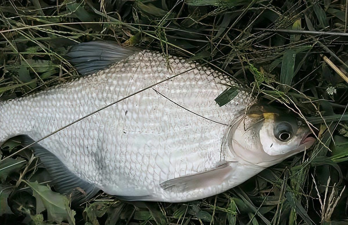 和鳊魚很像的魚有哪些:武昌魚與鳊魚的區(qū)別 龍魚論壇 第1張 和鳊魚很像的魚有哪些:武昌魚與鳊魚的區(qū)別 和鳊魚很像的魚有哪些:武昌魚與鳊魚的區(qū)別 龍魚論壇 第1張