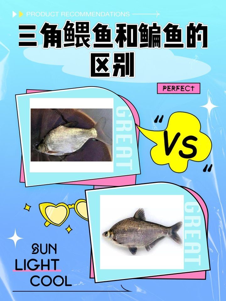 和鳊魚很像的魚有哪些:武昌魚與鳊魚的區(qū)別 龍魚論壇 第2張 和鳊魚很像的魚有哪些:武昌魚與鳊魚的區(qū)別 和鳊魚很像的魚有哪些:武昌魚與鳊魚的區(qū)別 龍魚論壇 第2張