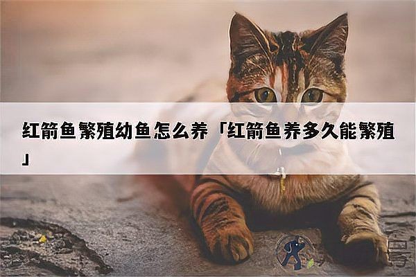 剛下的紅箭小魚怎么養(yǎng)：剛?cè)敫椎募t箭小魚需經(jīng)歷2-3天的適應(yīng)期，維持水溫在24-[需手動填充]