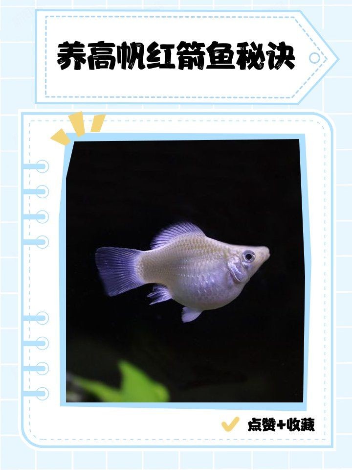 剛下的紅箭小魚怎么養：剛入缸的紅箭小魚需經歷2-3天的適應期，維持水溫在24-[需手動填充]