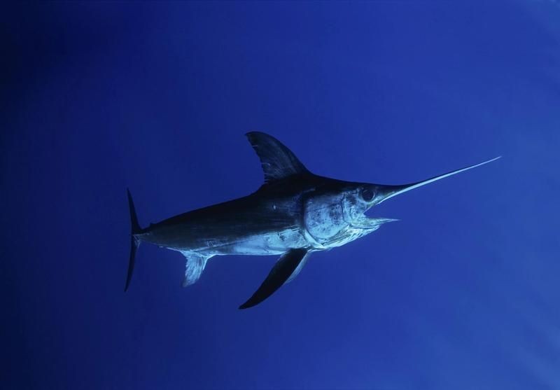 箭魚：海洋生態系統的海洋生態系統中的箭魚的存在維持著食物鏈平衡
