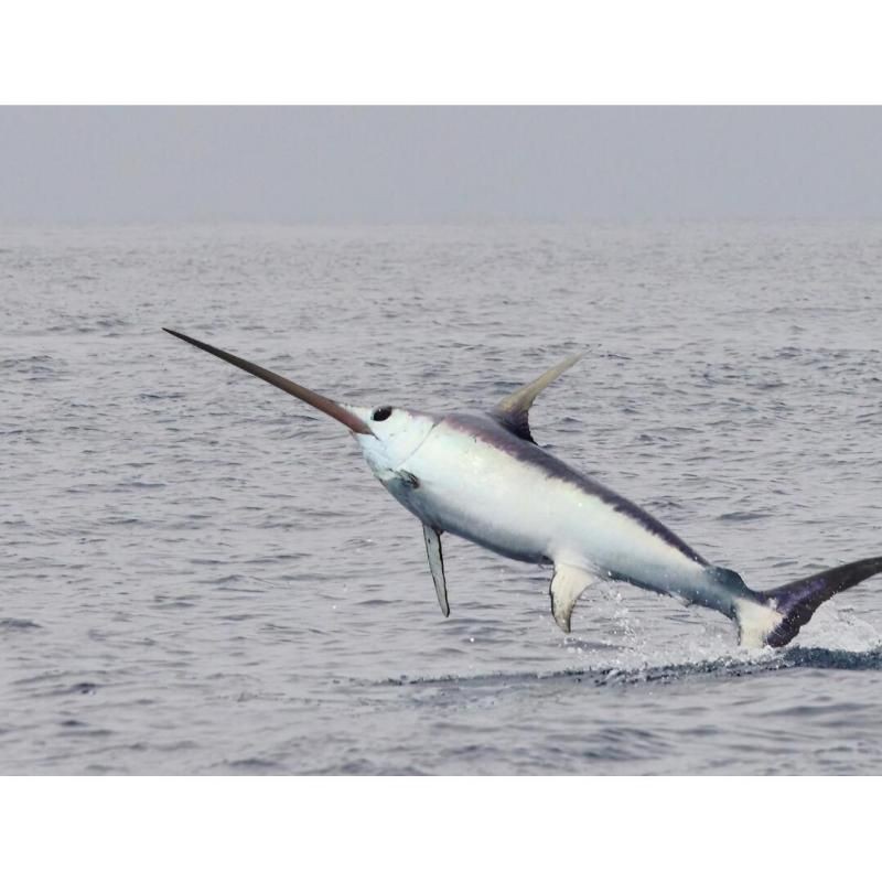 箭魚：海洋生態系統的海洋生態系統中的箭魚的存在維持著食物鏈平衡