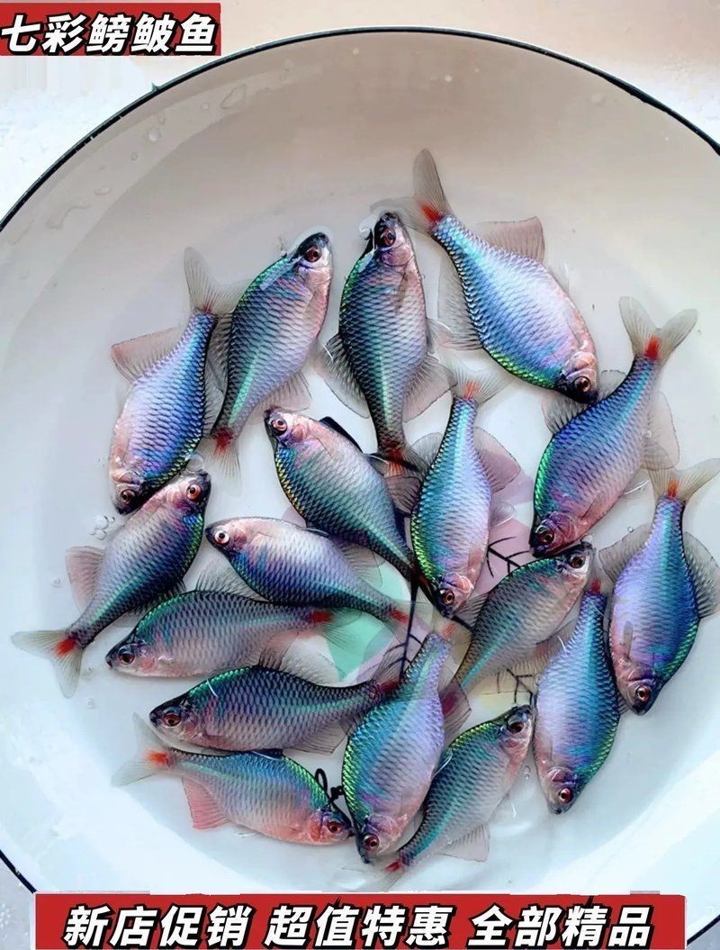 家里養鳑鲏魚好嗎：[需手動填充][需手動填充]魚適合家庭養嗎