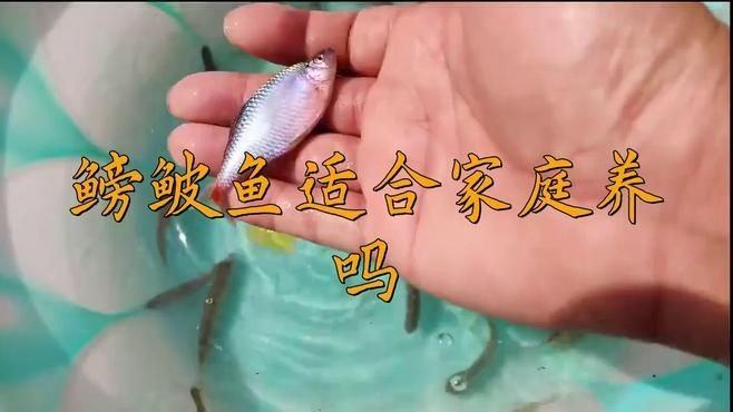 家里養鳑鲏魚好嗎：[需手動填充][需手動填充]魚適合家庭養嗎