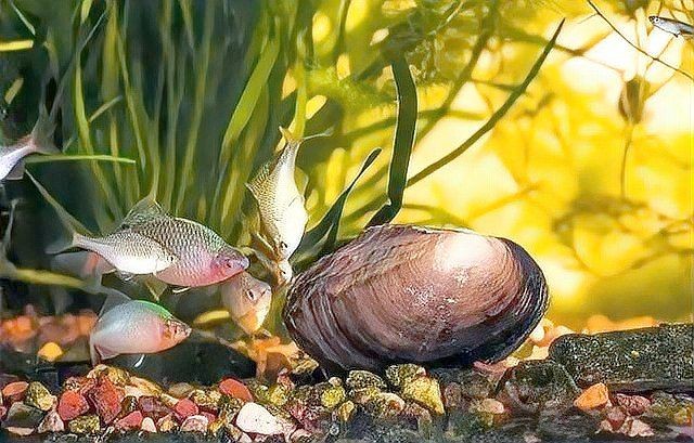 家里養鳑鲏魚好嗎：[需手動填充][需手動填充]魚適合家庭養嗎