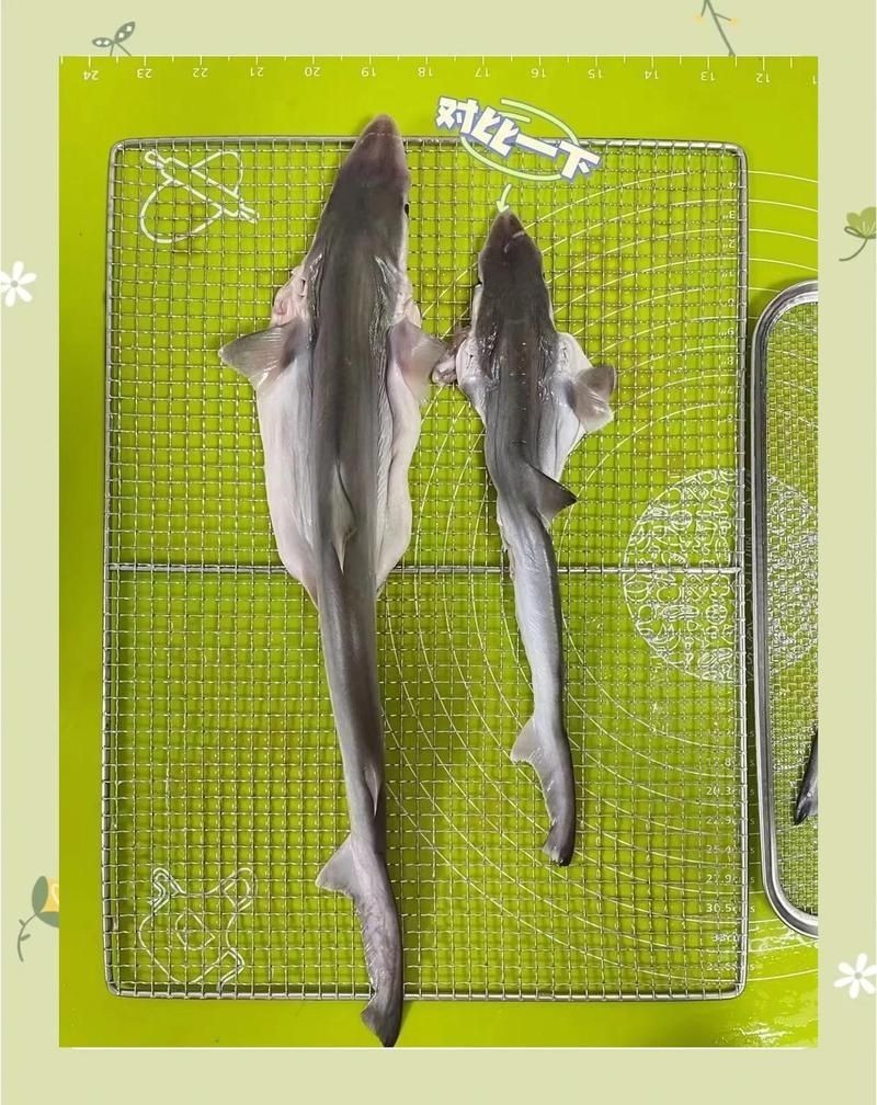 國家允許吃鯊魚嗎：中國對食用鯊魚采取嚴格管控措施 國家允許吃鯊魚嗎：中國對食用鯊魚采取嚴格管控措施 全國水族館企業名錄 第5張