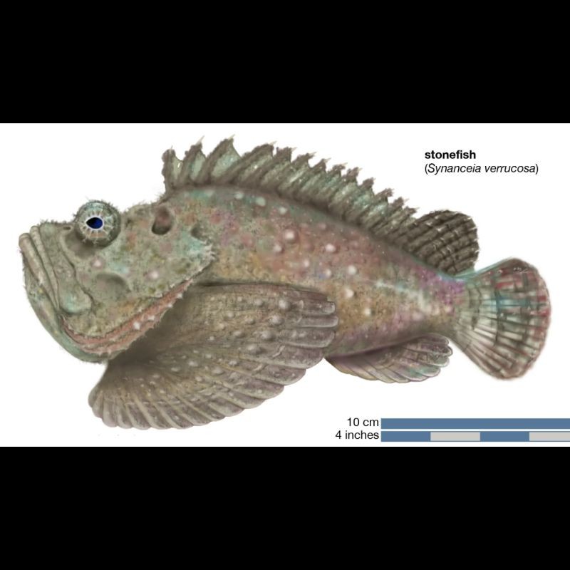 近海老虎魚：海洋老虎魚是一種兼具獨(dú)特形態(tài)與價(jià)值的海洋生態(tài)系統(tǒng)