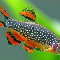 火翅金鉆燈魚最忌三種東西：火翅金鉆燈魚飼養與繁殖