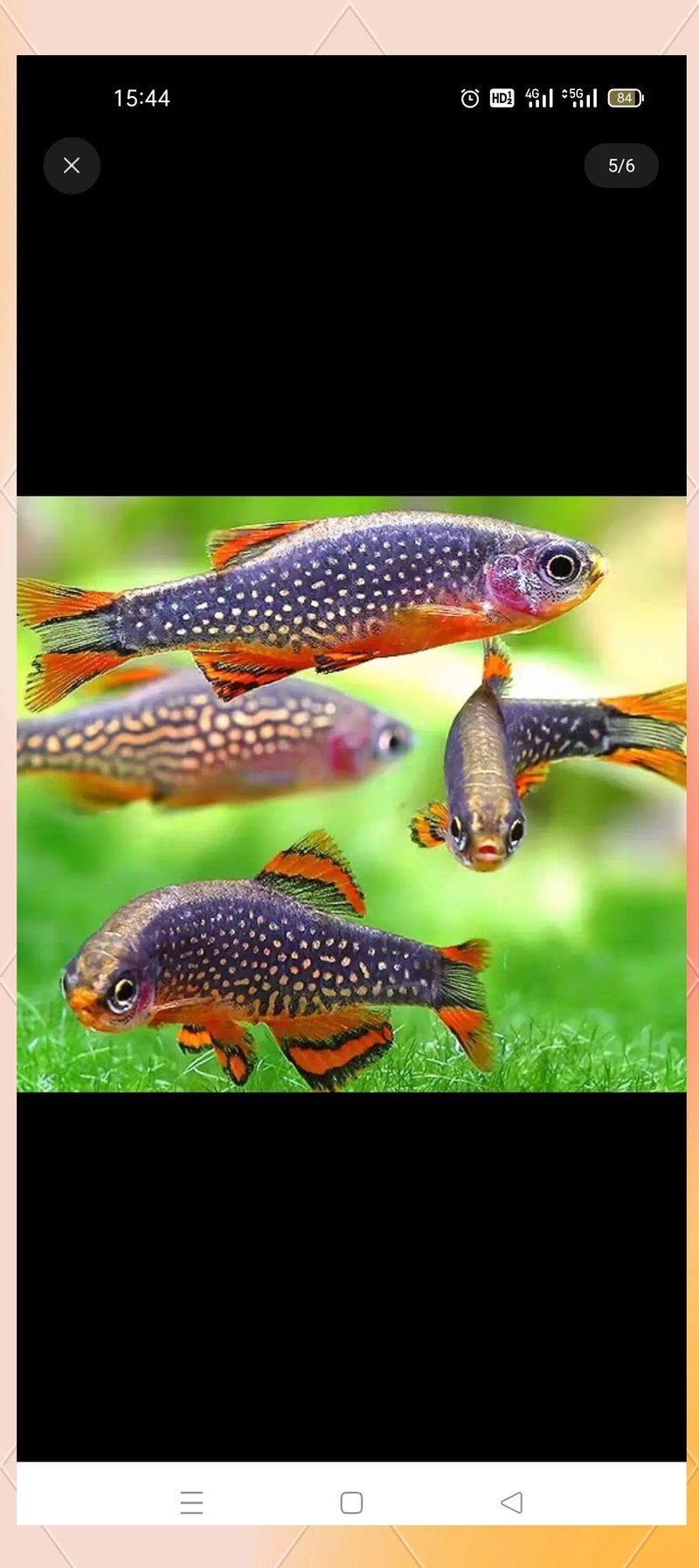 火翅金鉆燈魚最忌三種東西：火翅金鉆燈魚飼養與繁殖