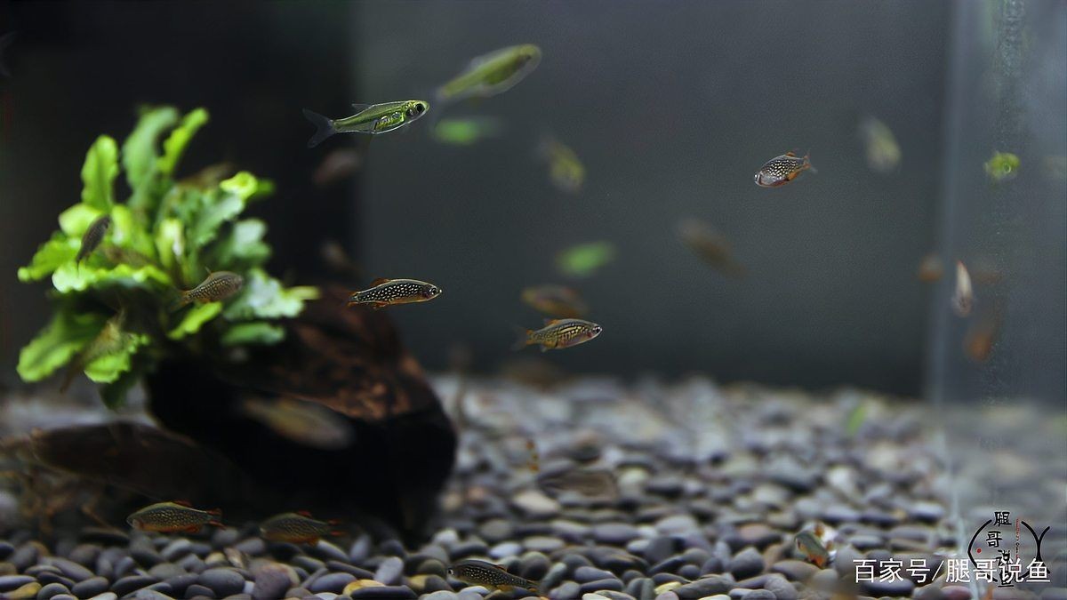 火翅金鉆燈魚最忌三種東西：火翅金鉆燈魚飼養與繁殖