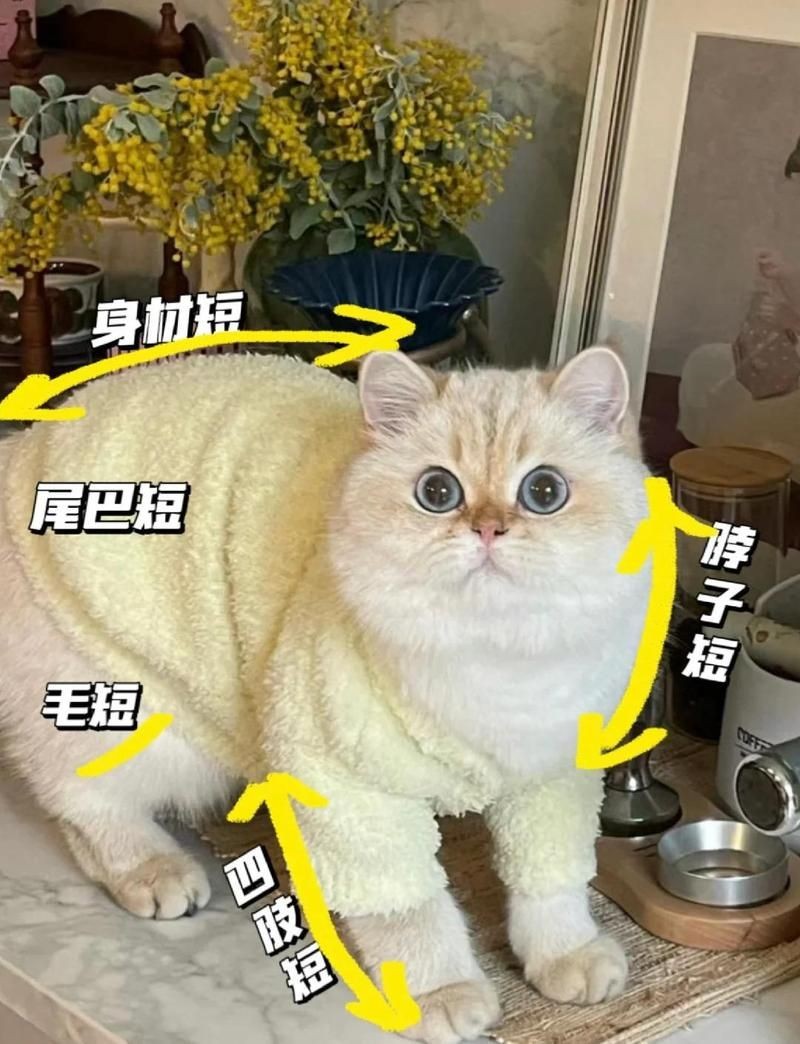 金點貓最厲害三個特征：金點貓的優點和特點