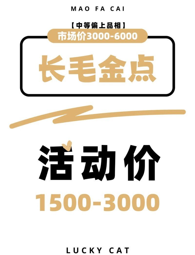 金點貓最厲害三個特征：金點貓的優點和特點