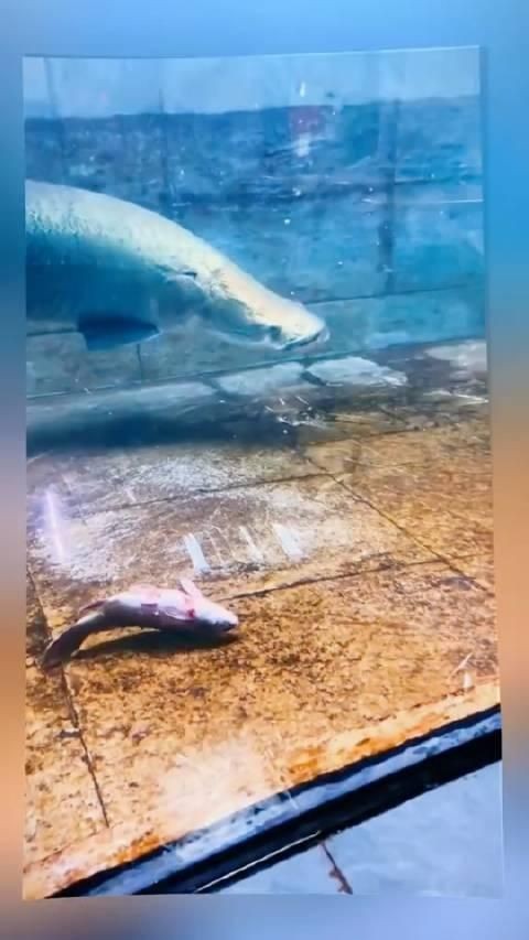 金河虎魚vs巨骨舌魚最新消息:黃金河虎與巨骨舌魚是一種混養嗎 龍魚百科 第2張 金河虎魚vs巨骨舌魚最新消息:黃金河虎與巨骨舌魚是一種混養嗎 金河虎魚vs巨骨舌魚最新消息:黃金河虎與巨骨舌魚是一種混養嗎 龍魚百科 第2張