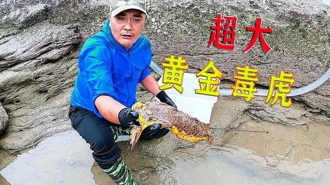 金老虎魚視頻：日本水族館展出罕見老虎魚通體金黃引游客圍觀