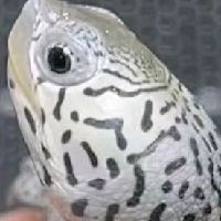 30公分的紅龍魚價格：30公分紅龍魚價格一般多少錢？