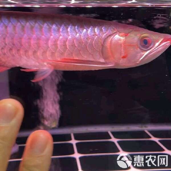 30公分的紅龍魚價格：30公分紅龍魚價格一般多少錢？