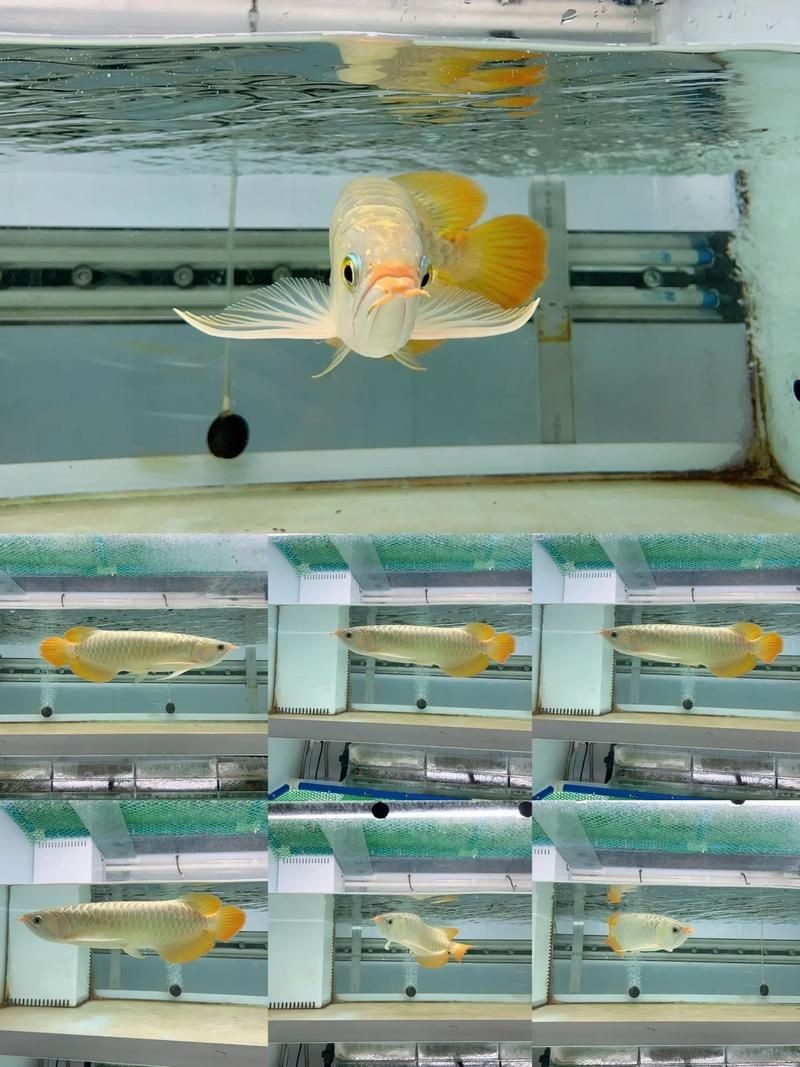 2-3cm紅龍魚苗圖片：2-3厘米體長的紅龍魚苗高清圖片