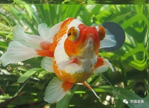 為什么養蝶尾的人少了：蝶尾金魚的飼養技術