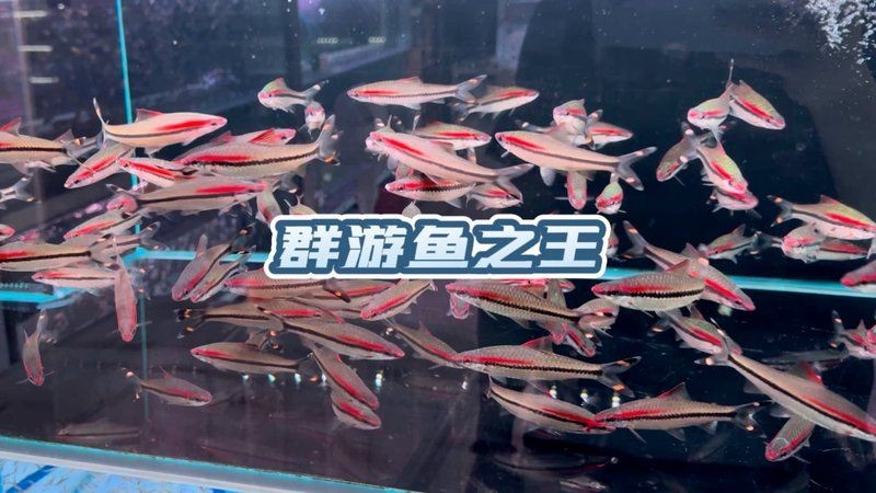 保山水族批發市場：中原地區最有影響力的水族市場
