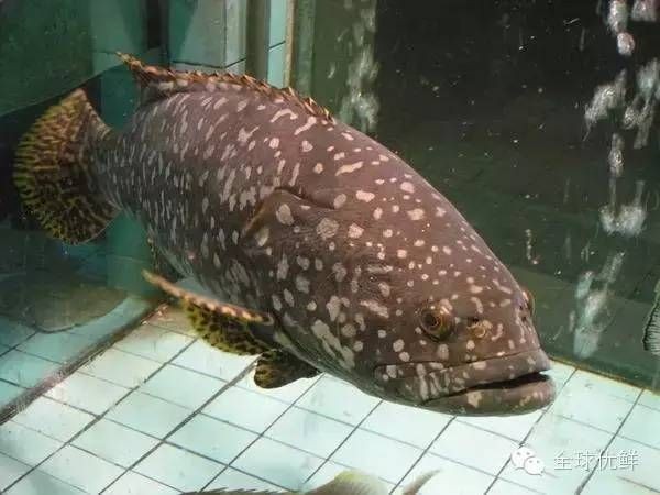海魚名稱大全500種：《海魚名稱大全500種》16種常見海水魚類圖譜大全