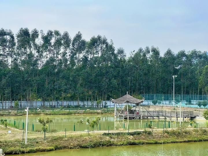 廣東最大的養魚：廣東主要養魚概況及發展特點
