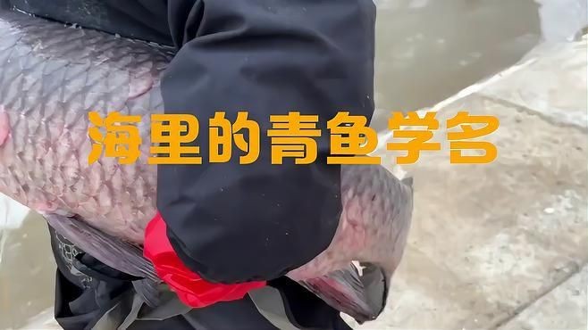 海青魚學(xué)名叫什么：海青魚俗稱什么魚俗稱什么魚小駿育見海青魚俗稱什么魚