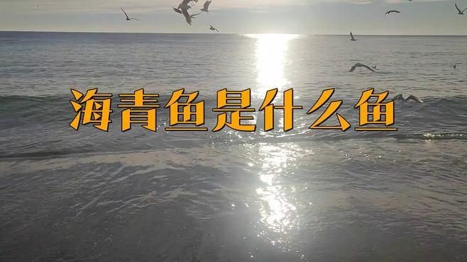 海青魚學(xué)名叫什么：海青魚俗稱什么魚俗稱什么魚小駿育見海青魚俗稱什么魚