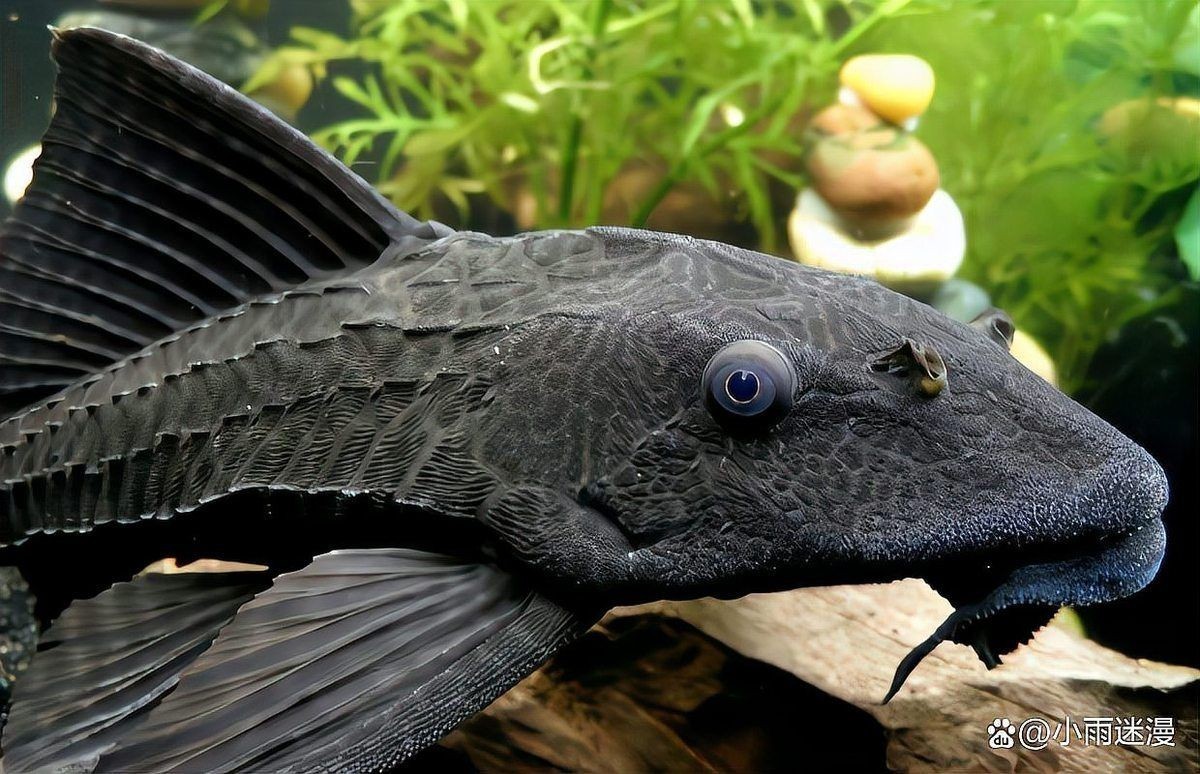 混養(yǎng)冷水魚最忌三種魚:冷水魚混養(yǎng)應(yīng)該注意哪些問題? 龍魚論壇 第9張 混養(yǎng)冷水魚最忌三種魚:冷水魚混養(yǎng)應(yīng)該注意哪些問題? 混養(yǎng)冷水魚最忌三種魚:冷水魚混養(yǎng)應(yīng)該注意哪些問題? 龍魚論壇 第9張