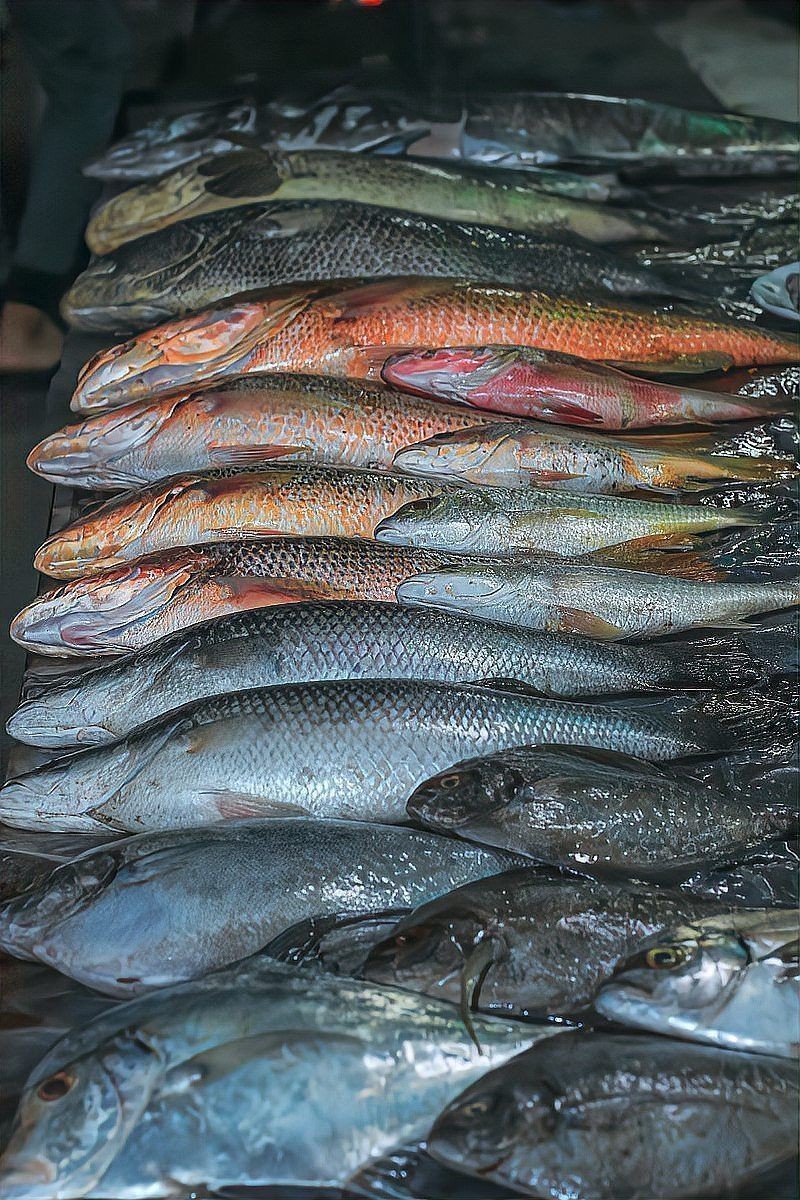 混養(yǎng)冷水魚最忌三種魚:冷水魚混養(yǎng)應(yīng)該注意哪些問題? 龍魚論壇 第17張 混養(yǎng)冷水魚最忌三種魚:冷水魚混養(yǎng)應(yīng)該注意哪些問題? 混養(yǎng)冷水魚最忌三種魚:冷水魚混養(yǎng)應(yīng)該注意哪些問題? 龍魚論壇 第17張