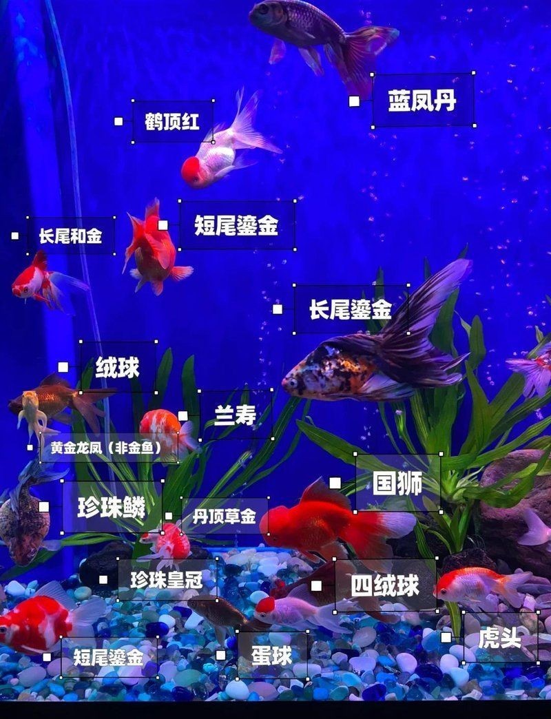 混養(yǎng)冷水魚最忌三種魚:冷水魚混養(yǎng)應(yīng)該注意哪些問題? 龍魚論壇 第11張 混養(yǎng)冷水魚最忌三種魚:冷水魚混養(yǎng)應(yīng)該注意哪些問題? 混養(yǎng)冷水魚最忌三種魚:冷水魚混養(yǎng)應(yīng)該注意哪些問題? 龍魚論壇 第11張