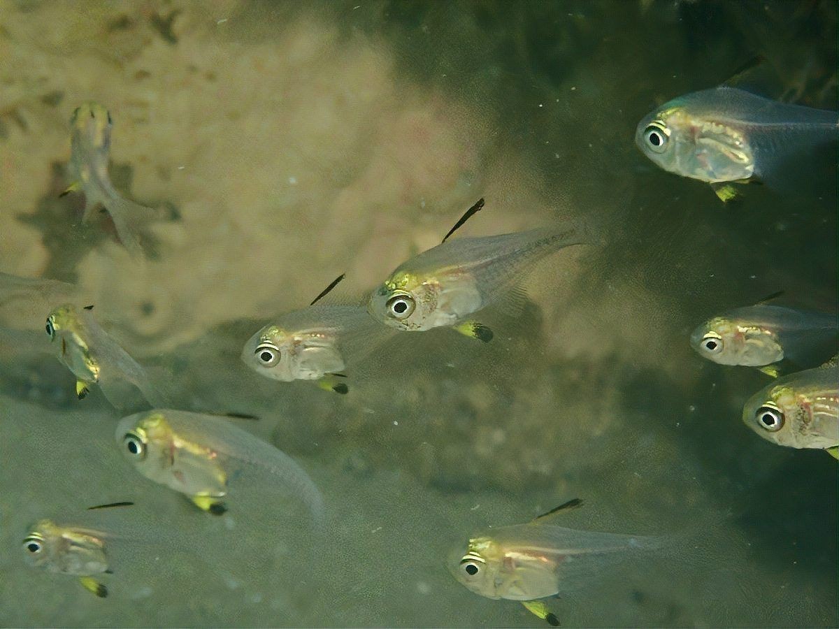 狗頭魚缺氧會死嗎：狗頭魚缺氧怎么辦