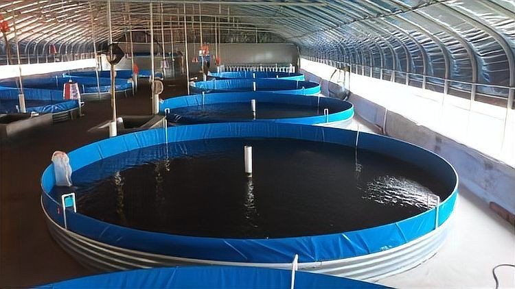 撫州魚缸批發市場：撫州魚缸批發市場分析撫州魚缸批發市場的具體地址 撫州魚缸批發市場：撫州魚缸批發市場分析撫州魚缸批發市場的具體地址 全國水族館企業名錄 第2張