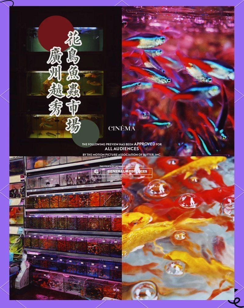 廣州魚缸批發市場：廣州魚缸批發市場怎么樣 廣州魚缸批發市場：廣州魚缸批發市場怎么樣 全國水族館企業名錄 第10張