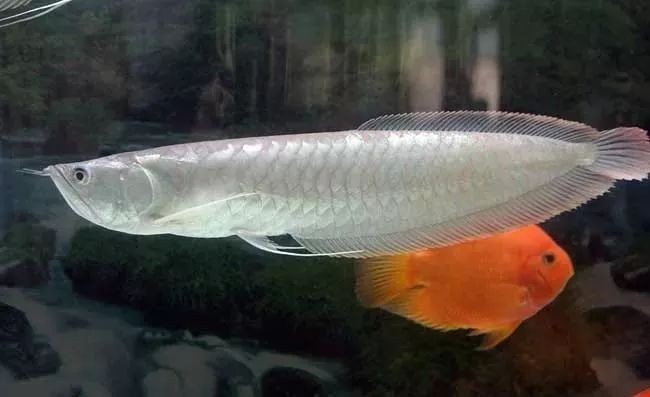 和銀龍混養的魚前十名：十大適合與銀龍魚混養的魚類