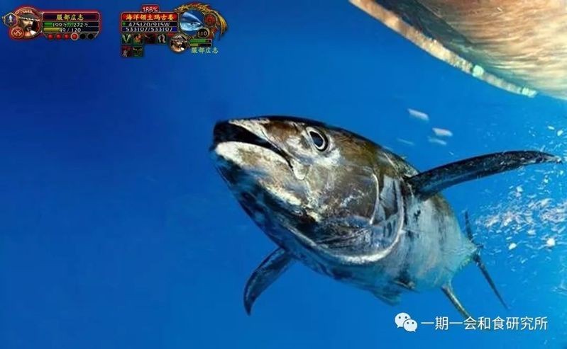 金槍魚十大排名：**《金槍魚十大排名》