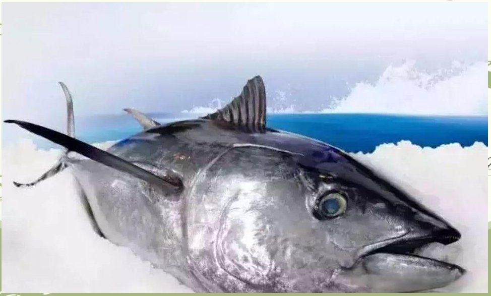 金槍魚十大排名：**《金槍魚十大排名》